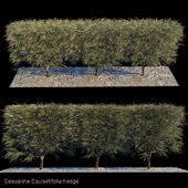 Casuarina Equisetifolia_hedge