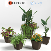 Exotic flowers in pot