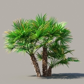 Chamaerops 1.6m