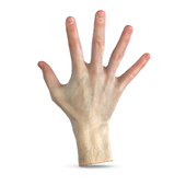 3D scan of the hand