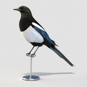 Eurasian (Common) Magpie