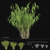 Arundo Donax "Canne de Provence" Hight size