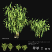 Arundo Donax "Canne de Provence" Medium & small size