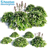 Hosta albomarginata