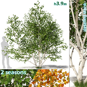 Betula pendula multi stem V01