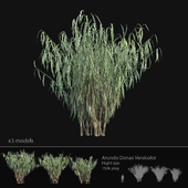 Arundo Donax Versicolor cane - Hight size
