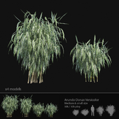 Arundo Donax Versicolor cane - Medium & small size