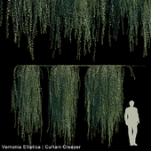 Vernonia Elliptica | Curtain Creeper V2