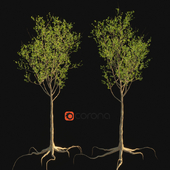 Sycamore tree