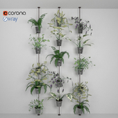Wall plants