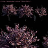 Cercis Canadensis | redbud "Forest Pansy" #2