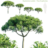 Euphorbia Lambii | Tree Euphorbia