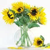 Sunflower1