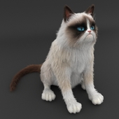 На конкурс Grumpy cat