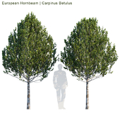 European Hornbeam | Carpinus Betulus