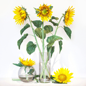 Sunflower2