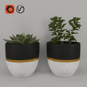 Plans & Pots