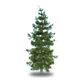 Ель обыкновенная / Picea Abies
