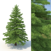 3d model of tree spruce No 2