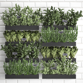 Collection of plants kitchen garden vegetable garden in wooden wall pots garden bed with white tiles apron with vegetables, rosemary, basil, lettuce, Vertical gardening. Set 38.