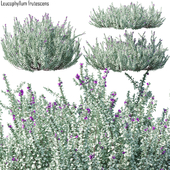 Heavenly cloud sage | Leucophyllum frutescens