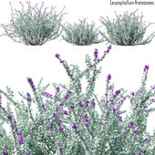 Heavenly cloud sage | Leucophyllum frutescens #2