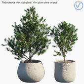 Plant in pots # 33: Yew plum pine