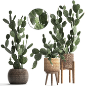 Collection of beautiful little cacti in pots rattan baskets with Prickly pear cactus, Prickly pear. Set 397.