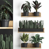 Collection of small plants wooden shelf with flowers in pots with alocasia, cactus, cereus. Set 399.