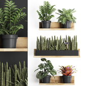 Collection of small plants wooden shelf with flowers in pots with Zamiokulkas, Philodendron, bromelia, monstera. Set 401.