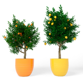 Citrus set