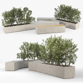 BOX PLANTER Olea europaea 01