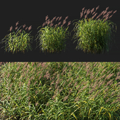 Miscanthus giganteus with red flower