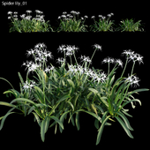 Hymenocallis americana -Spider lily