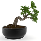 Bonsai decorative tree V 01