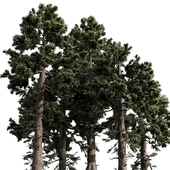 2 PINE TREE