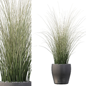 Plants collection 024 - Grass 01