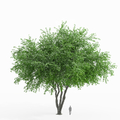 american elm tree 02