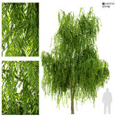 Weeping willow tree