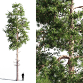Scots pine 1