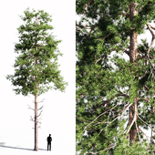Scots pine 2