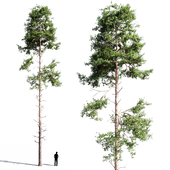 Scots pine 3