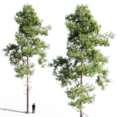 Scots pine 4