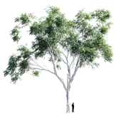 Eucalyptus 9