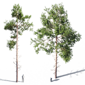 Scots pine 5