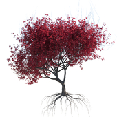 maple tree