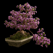 Бонсай сакура (Bonsai Sakura)