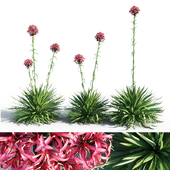 Gymea Lily / Doryanthes excelsa