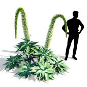 Agave Attenuata