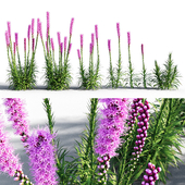 Blazing Star / Liatris spicata